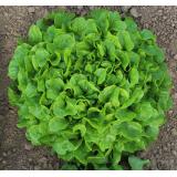 Eichblattsalat grün