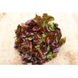 Eichblattsalat rot