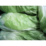 Zuckerhutsalat eigen