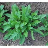 Rucola