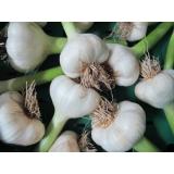 Knoblauch frisch, eigen