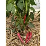 Peperoni Cayenne eigen