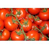 Strauchtomate
