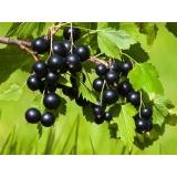 Johannisbeeren schwarz