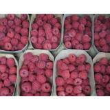 Himbeeren