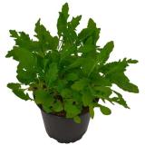 Rucola im Topf