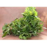 Oregano
