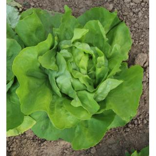 Kopfsalat