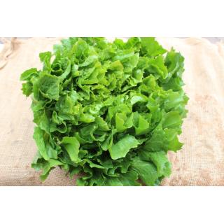 Endivie