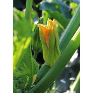 Zucchiniblüten
