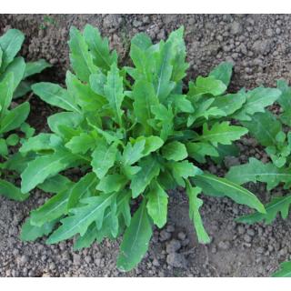 Rucola