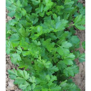 Petersilie glatt