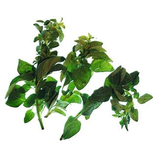 Oregano