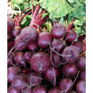 Rote Bete Bund