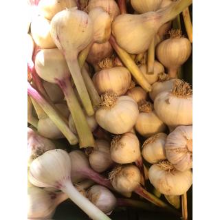 Frischer Knoblauch