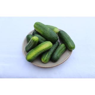 Vespergurke