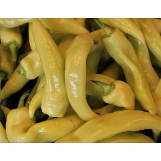 Paprika Puszta gold (gelb) eigen