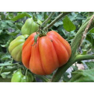 Fleischtomate eigen