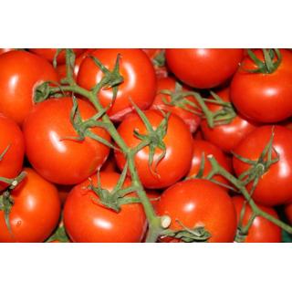 Strauchtomate