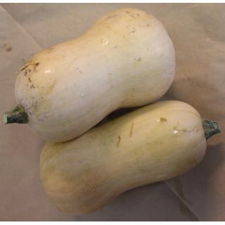Kürbis Butternut