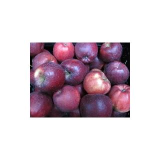 Apfel Red Jonaprince