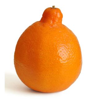 Minneola
