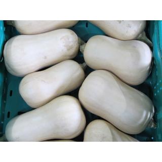 Kürbis Butternut