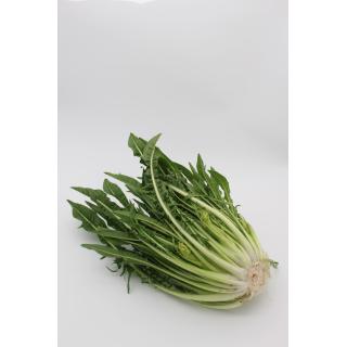 Puntarelle