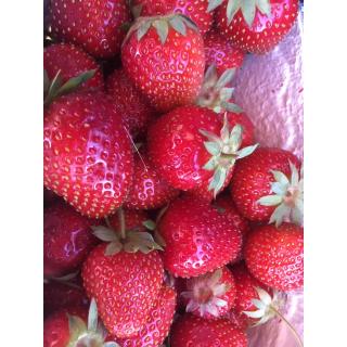 Erdbeeren 250g
