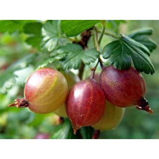 Stachelbeeren