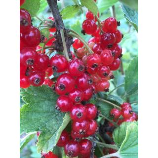 Johannisbeeren rot