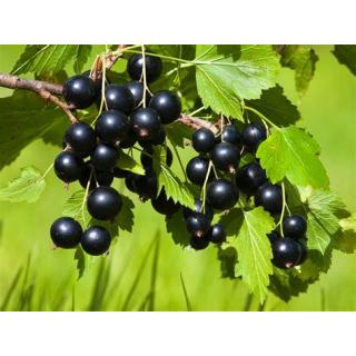Johannisbeeren schwarz