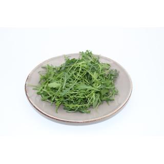 Rucola