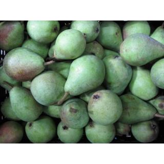 Birne Clapps Liebling
