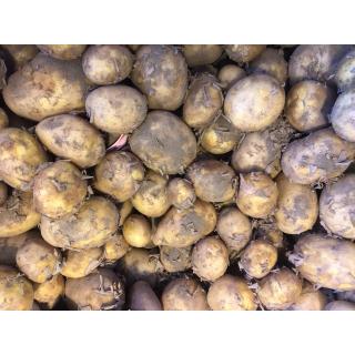 Kartoffel Jule lose (festk.)