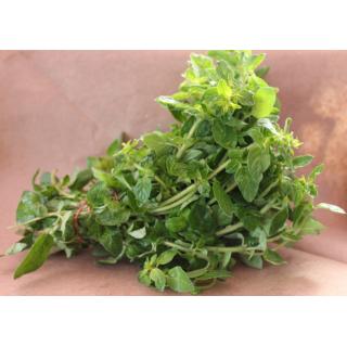 Oregano