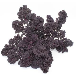Roter Grünkohl
