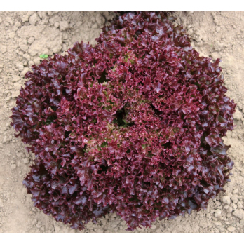 Bataviasalat rot