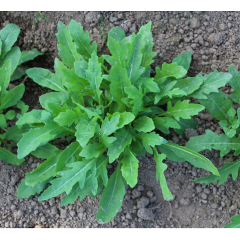 Rucola