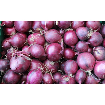 Rote Zwiebeln