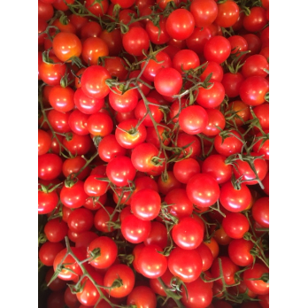 Tomate Cherry rot