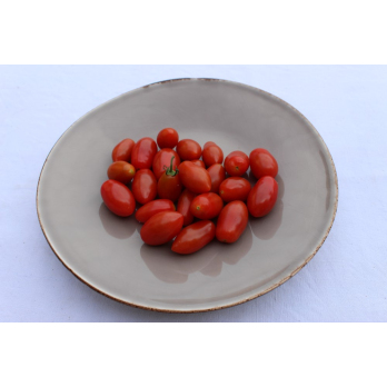Tomate Dattelcherry