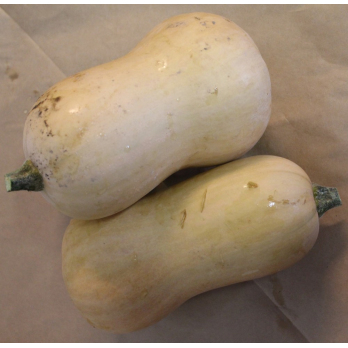 Kürbis Butternut, eigen