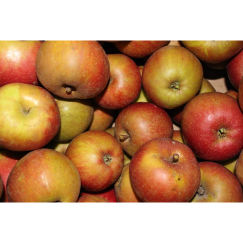 Apfel Boskoop (säuerlich)
