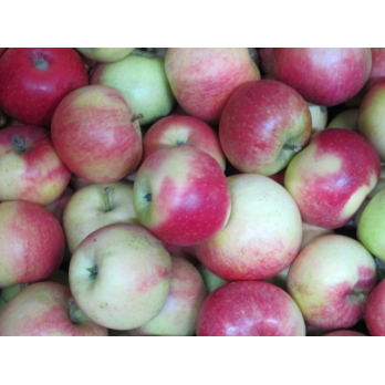 Apfel Deljonca (süß-sauer)
