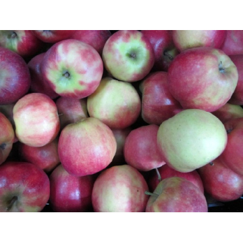 Apfel Elstar (süß-sauer)