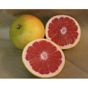 Grapefruit Star Ruby