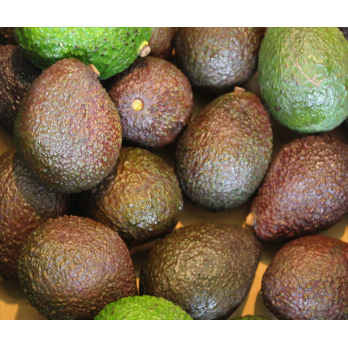 Avocado