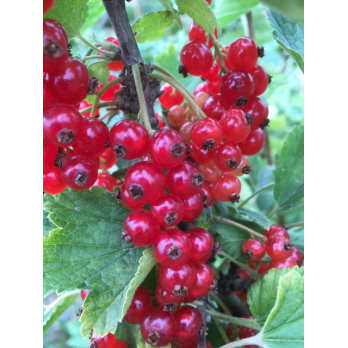 Johannisbeeren rot, eigen