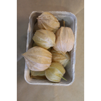 Andenbeere/ Physalis, eigen